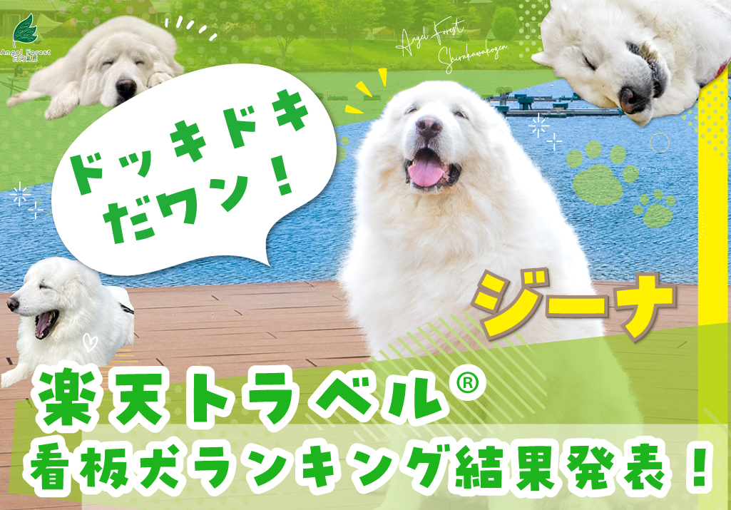 看板犬ランキング画像